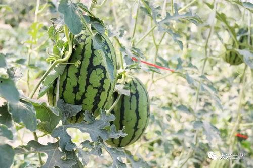 吃瓜四大网红,揭秘吃瓜四大网红的传奇故事